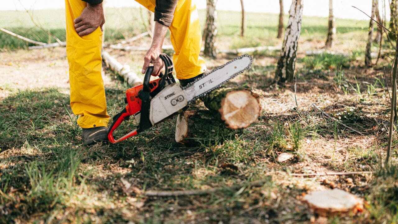 Best Stump Grinding Near Me  in USA